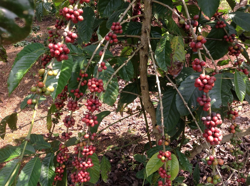 cherries also known as coffee beans