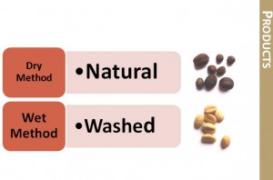 washedcoffee